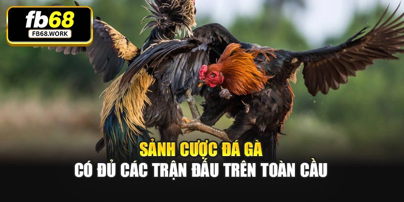 Sảnh cược đá gà có đủ các trận đấu trên toàn cầu